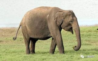 娱乐吃瓜酱大象鼻子,揭秘娱乐圈的神秘面纱